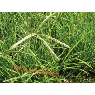 cỏ mần trầu tươi