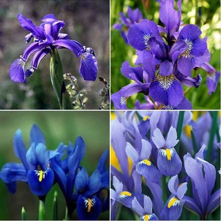 Hạt giống hoa Diên vĩ Xanh (Iris Xanh ) 10 hạt/gói