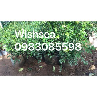 combo cây  cóc to và chè xanh