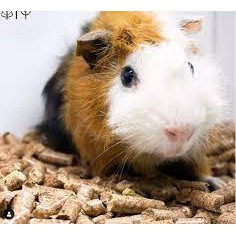 viên nén gỗ lót chuồng cho thỏ - bọ- hamster