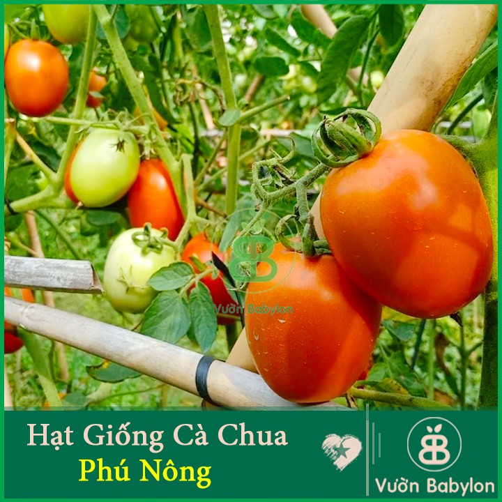 Hạt Giống Cà Chua Quả To Chịu Nhiệt, Giàu Vitamin 0,1Gr