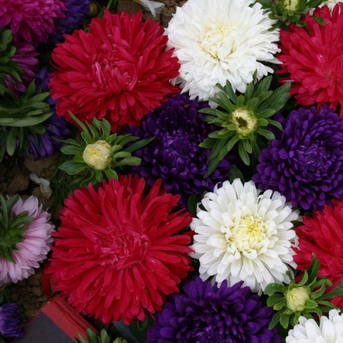 50h Hạt Giống Hoa Cúc Thúy Cúc Magic Mix Màu