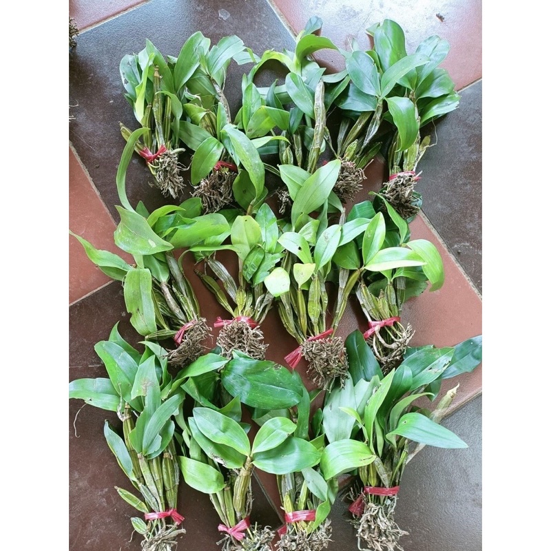 Hoa Lan Kiều Vuông Sỉ 10k 1 bó hình cuối