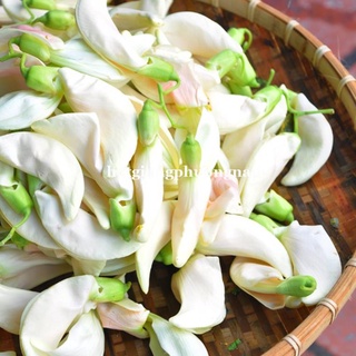 50H - HẠT GIỐNG CÂY SO ĐŨA