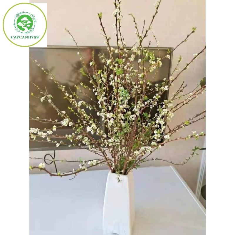 Bó hoa tuyết mai rừng ngủ đông trang trí decor cành dài 80cm