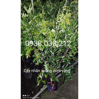 Cây giống nhãn xuồng cơm vàng đang ra hoa
