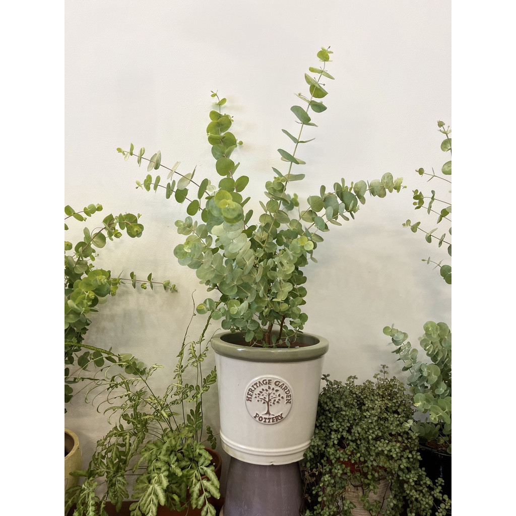 Cây Khuynh diệp True Blue - EUCALYPTUS TRUE BLUE