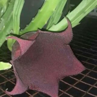 1 nhánh sao biển hoa chuông