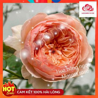 Hoa Hồng Bụi Masora Rose màu Vàng Mộng Mơ- Vườn Hoa Melinhrose