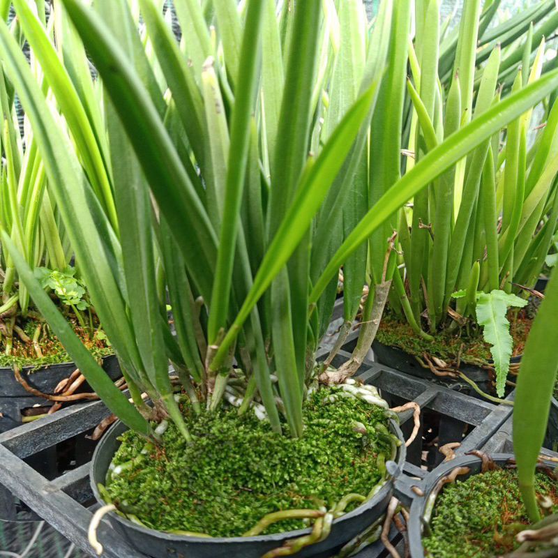 Hoa lan Brassavola ( nữ hoàng bóng đêm)