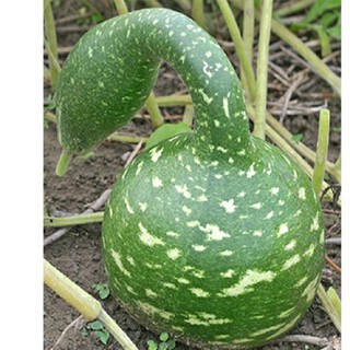 Hạt giống bầu thiên nga - 5 hạt