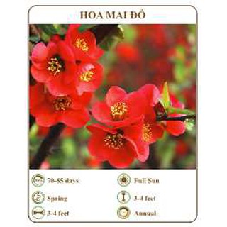 Hạt giống hoa mai đỏ - the xanh