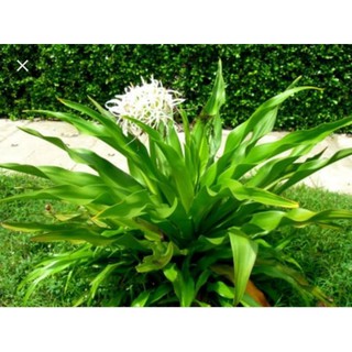 CÂY ĐẠI TƯỚNG QUÂN ( CÂY LÁNG )