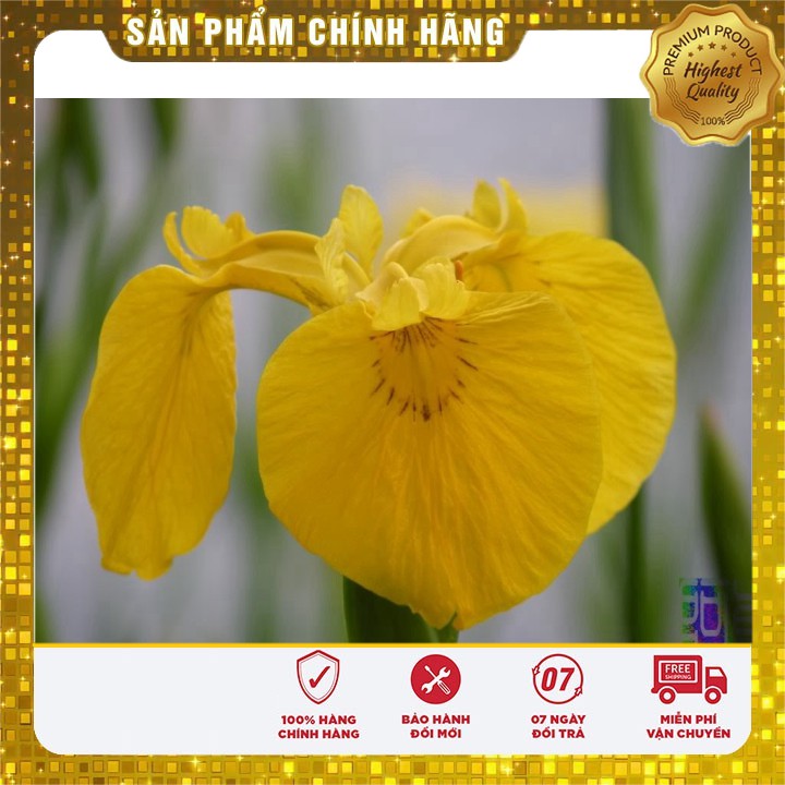 Hạt giống hoa Diên vĩ Vàng (Iris Vàng )