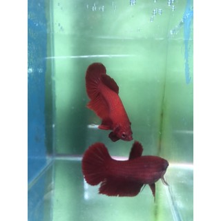 BETTA SUPER RED 1 CẶP TRỐNG VÀ MÁI