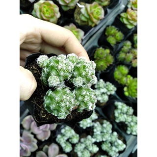 Sen đá xinh nhiều mẫu tự chọn