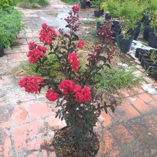 Cây 🌲 Tường Vi huyết Long 1m6 đang hoa