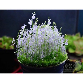 cỏ giấy sandersonii