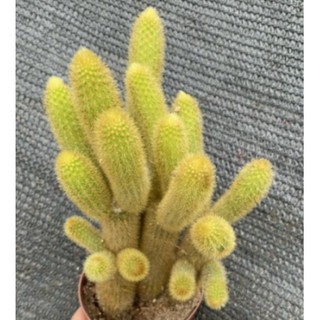 xương rồng Đuôi chồn bụi🍏 |FREESHIP| 🔥 XỨ NÓNG, ĐÃ THUẦN KHÍ HẬU, KHOẺ ĐẸP 🍏 LỖI 1 ĐỔI 1