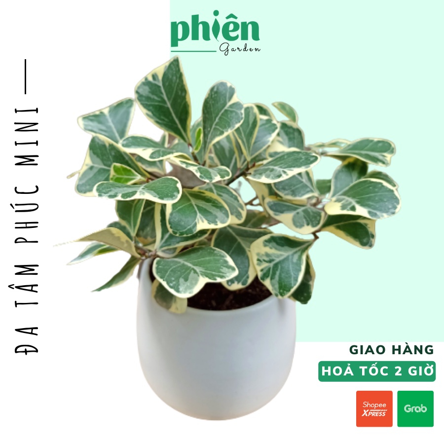 Cây Đa Tâm Phúc mini để bàn, Si Thái kèm chậu gốm tráng men