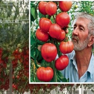 20h hạt giống cà chua bạch tuộc