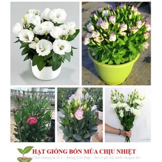 Gói 100 Hạt Giống Hoa Cát Tường - Mix Màu ĐẾN MÙA TRỒNG TẾT