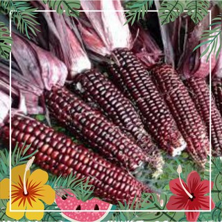 Hạt Giống Ngô Nếp Tím Nữ Hoàng Thái Lan