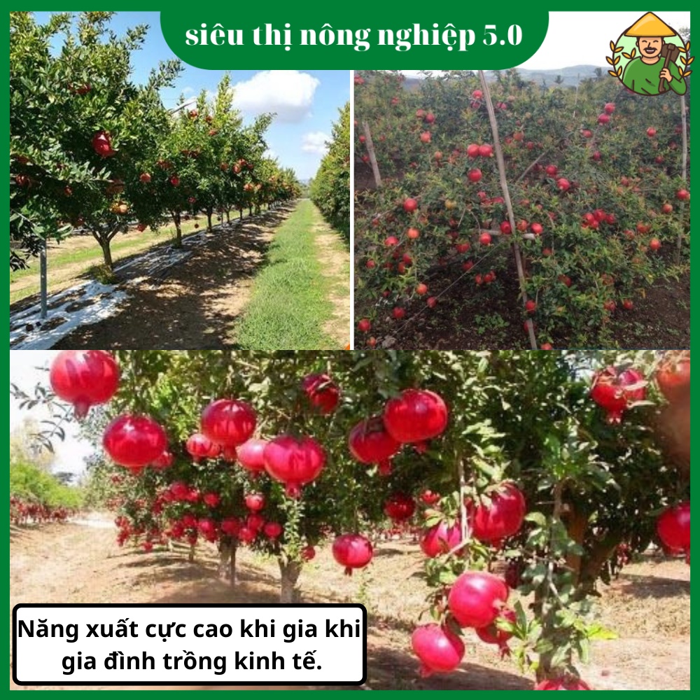 Cây Giống Lựu Đỏ Ấn Độ Nhập Khẩu, giống lựu đỏ tại đại học Nông Nghiệp, cây lựu đỏ nhập khẩu cao 60cm - 80cm