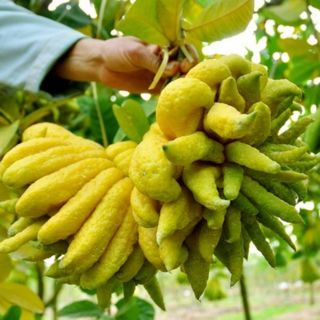 Cây Giống Phật Thủ.Cây Ghép Mắt
