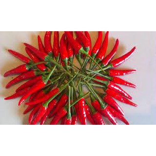 Hạt giống Ớt chỉ thiên nhiều màu - Rau củ quả trồng tại vườn, sân thượng, nông trang, ban công