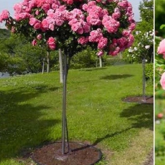 Hạt giống hoa hồng thân gỗ nhiều màu - gói 20 hạt-tặng kèm gói kích mầm--HGNN