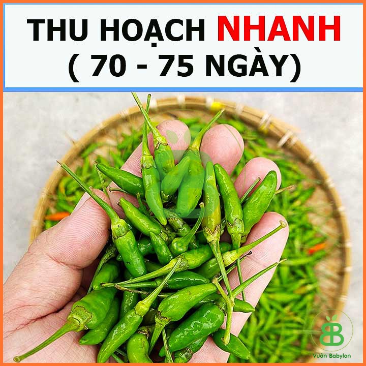 Hạt Giống Ớt Xiêm Cao Sản Siêu Trái 0,2Gr