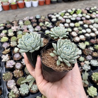 Sen đá nhím xanh