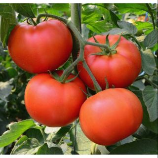 Hạt giống Cà Chua F1 quả to, đặc thịt