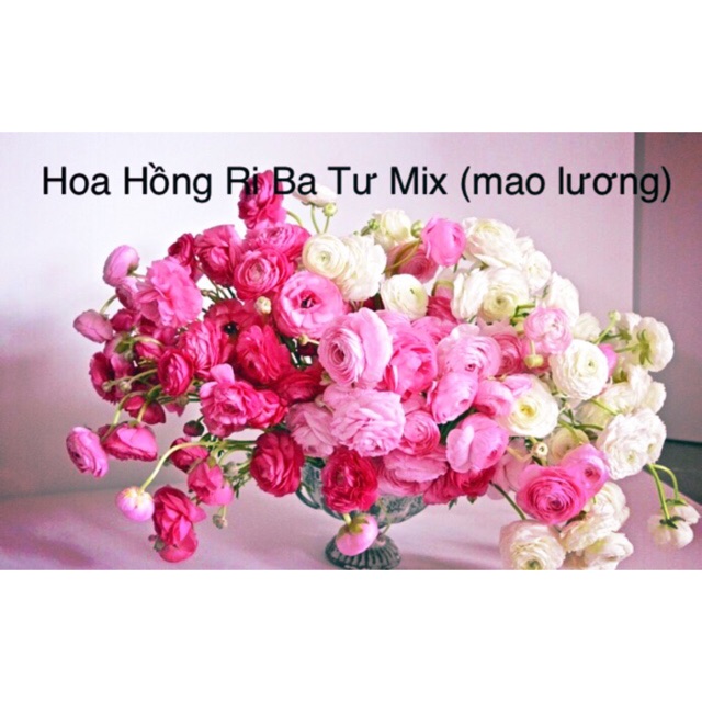 HẠT GIỐNG HOA HỒNG RI BA TƯ Mix (Mao lương) - Hoa Hồng Bụi