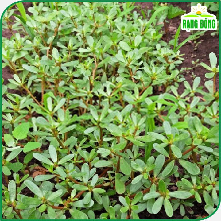 Hạt giống Rau Sam trồng quanh năm, sinh trưởng khỏe (gói 1 gr) - Hạt giống Rạng Đông