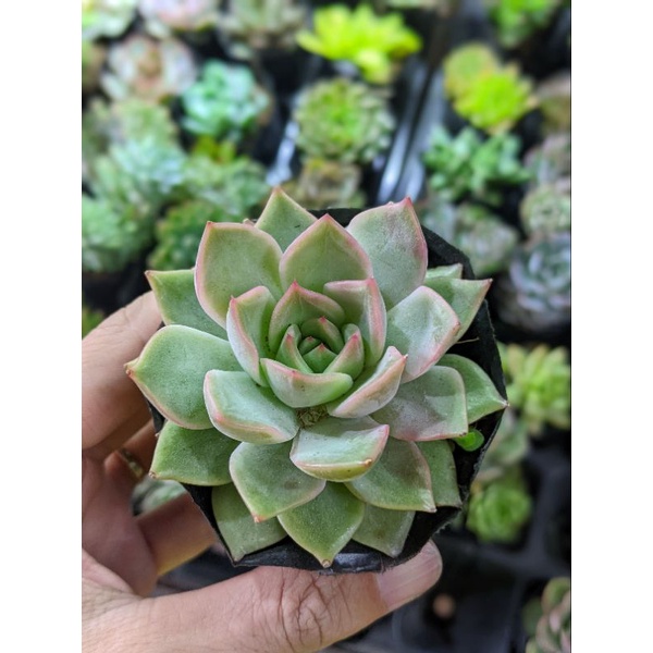 Sen đá đế vương size bầu - lỗi 1 đổi 1