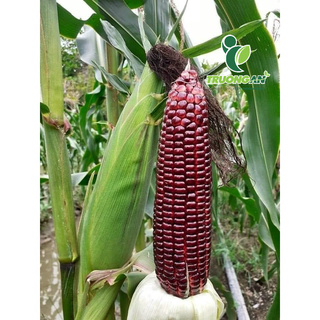 (Chỉ giao HCM) - TRÁI BẮP TÍM (BẮP NỮ HOÀNG)