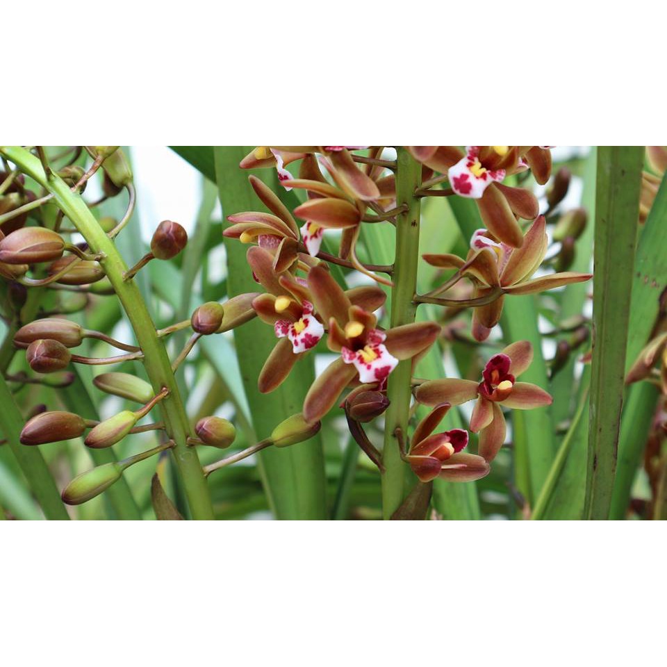 COMBO 3 THÂN ĐỊA Lan kiếm hồng hoàng , trần mộng thu - Cymbidium iridioides