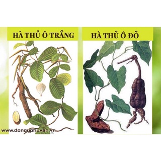 Hà thủ ô khô 500g (gồm thân cành lá)