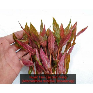 huyết tâm lan gân trắng