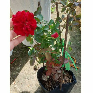 Cây hoa hồng ngoại giống các loại