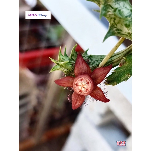 Xương rồng sao biển hoa nâu đỏ thân xanh sọc vằn Duvalia Sulcata