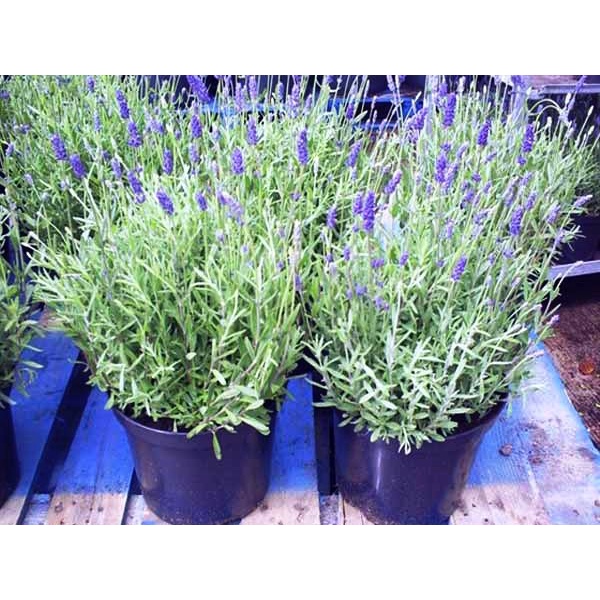 200H - Hạt giống hoa Lavender  - thơm hơn nước hoa