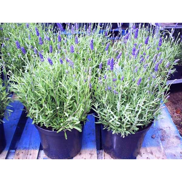 [ Siêu Hạt Giống ] 200H - Hạt giống hoa Lavender (oải hương) - thơm hơn nước hoa