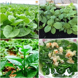 Hạt giống rau mồng tơi xanh - 20gram