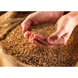 1 kg thóc cho chim cảnh, gà tre