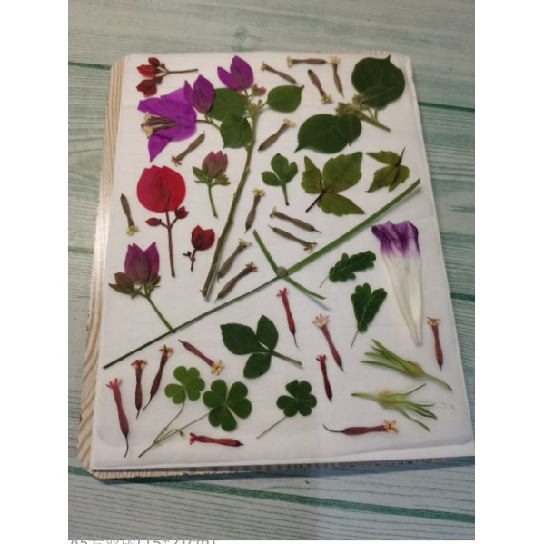 Giấy silicagel ép hoa khô