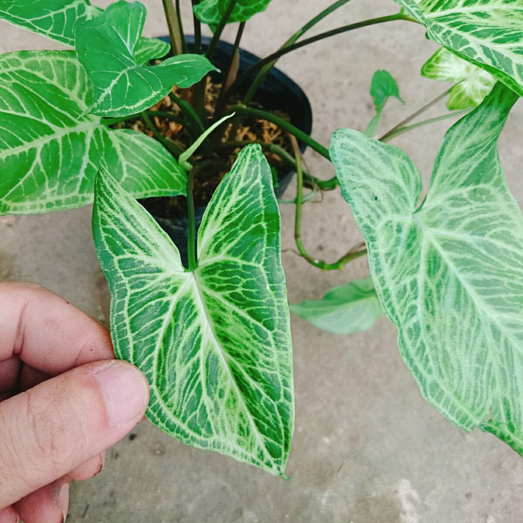 Cây Trầu Bà Thái - cây cảnh để bàn