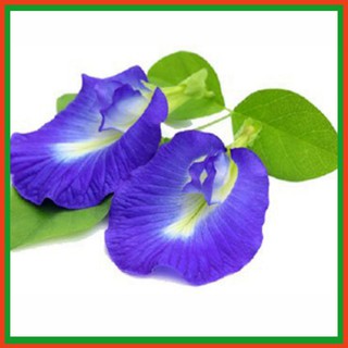 Hạt giống hoa đậu biếc - Dự án phát triển Nông nghiệp Đô thị TUHAi